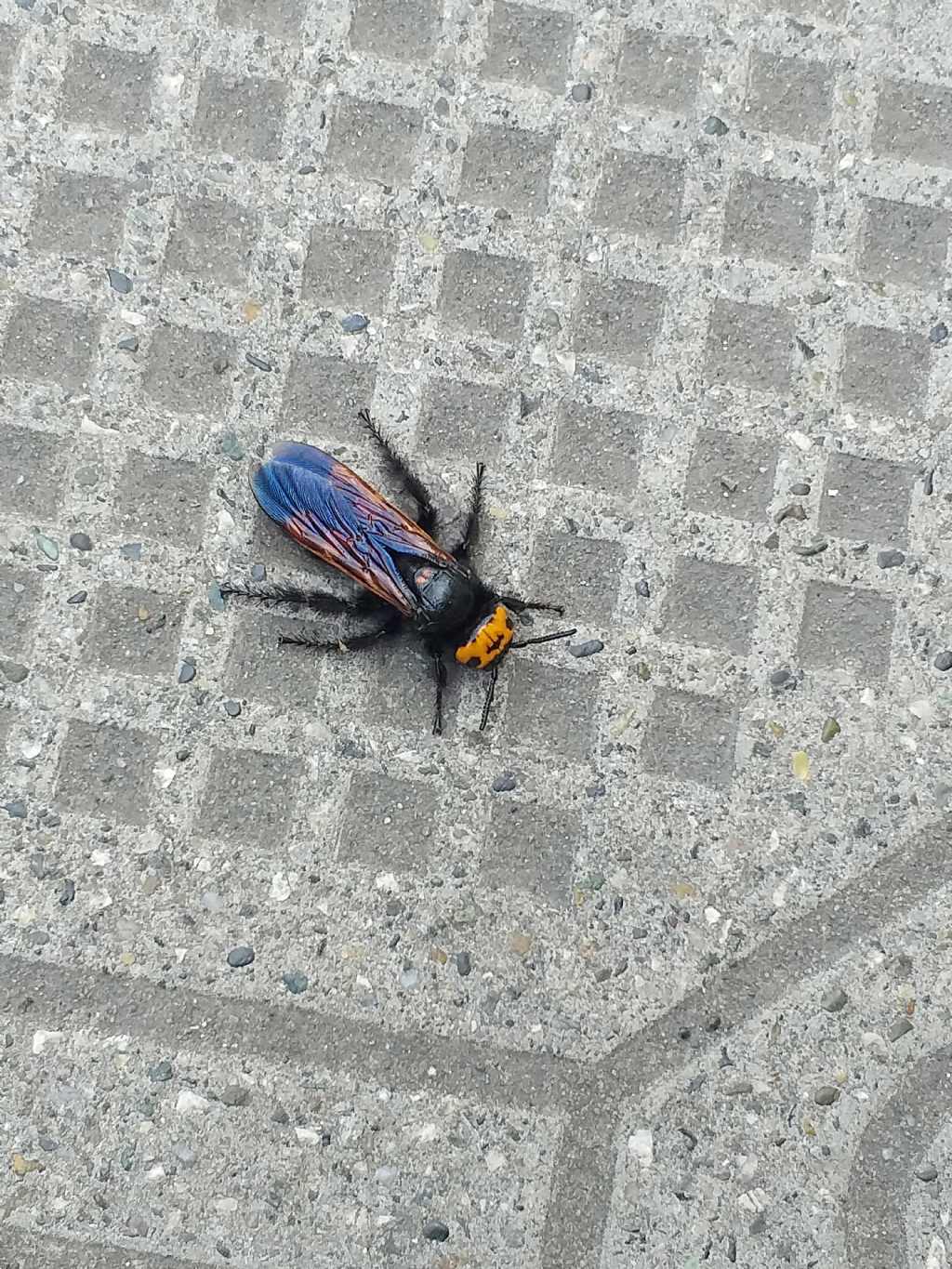 Scoliidae: Megascolia maculata flavifrons, femmina
